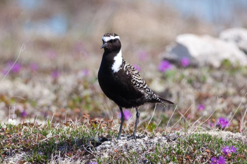 #bird-column, #jeff and allison wells, #boothbay register, #tullik’s odyssey, #birds, #maine, #american golden-plover